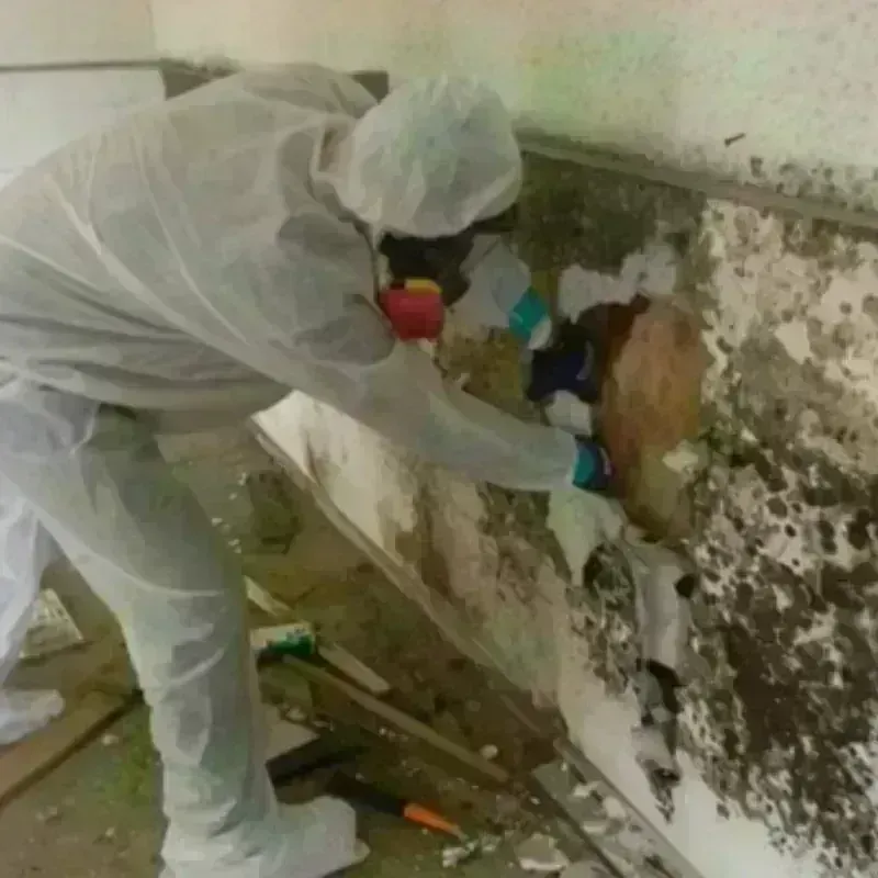 Mold Remediation and Removal in Elma, WA